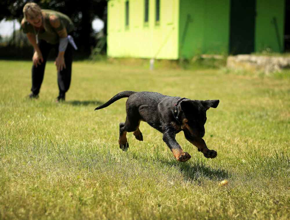 Do Natural Wormers for Dogs Really Work?